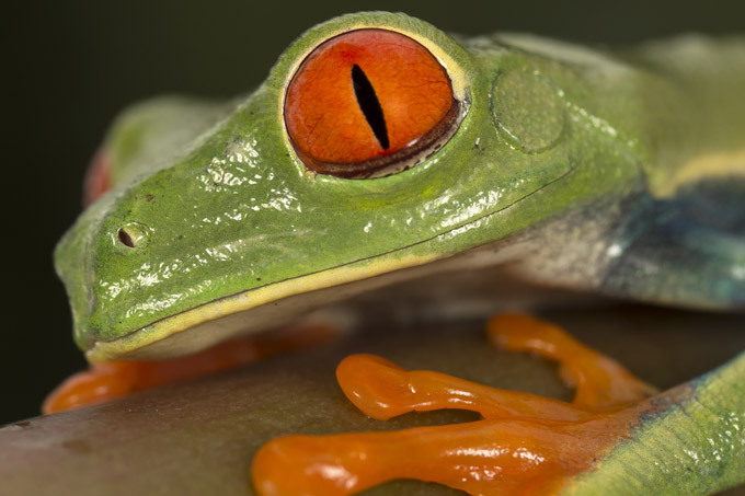 Красноглазая древесная лягушка. Самые необычные животные планеты