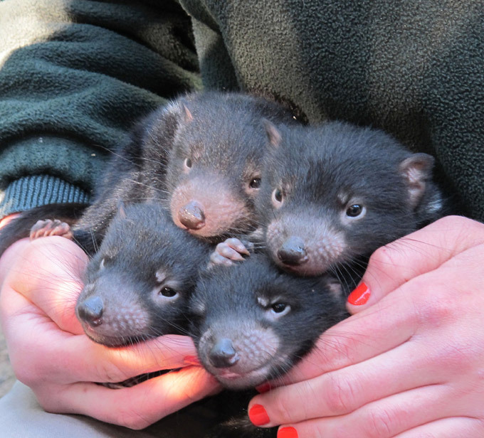 Тасманский дьявол, или сумчатый черт. Самые необычные животные планеты