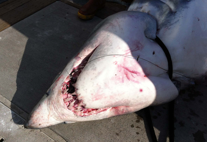 350-килограммов на крючке рыбака