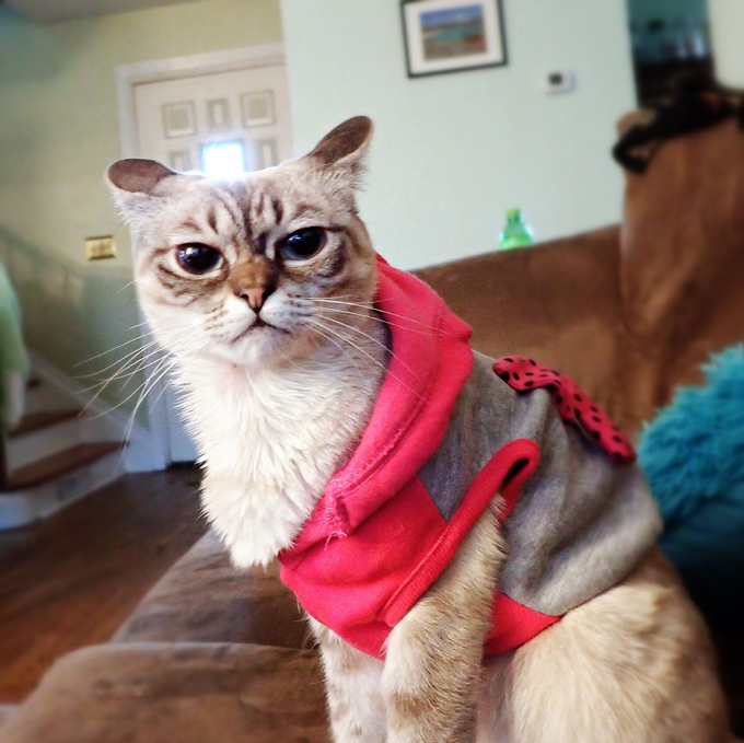 Любимцы и любимицы интернета