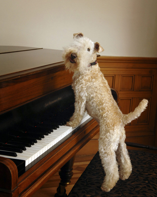 Собачий фотограф