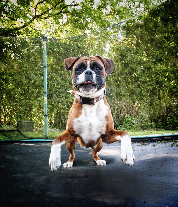 Собачий фотограф