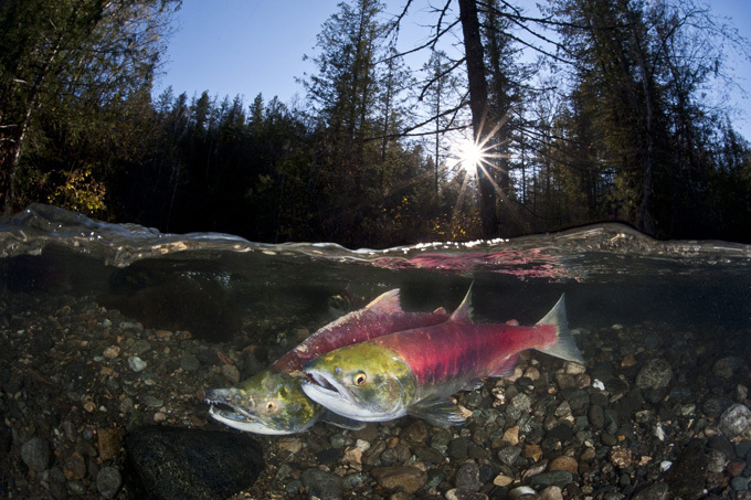 Смерть во имя жизни