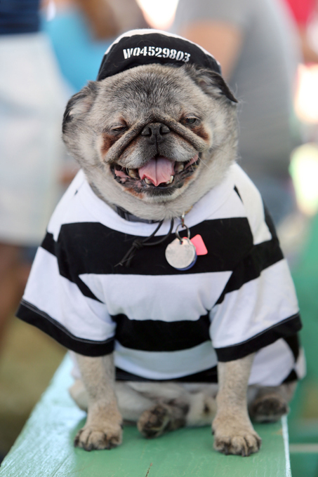 Конкурс на самую уродливую собаку