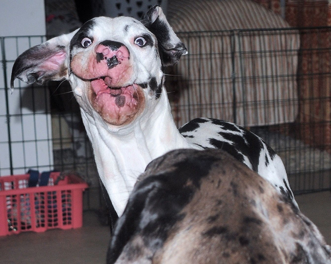 Финский Мутка - собачий бог веселья