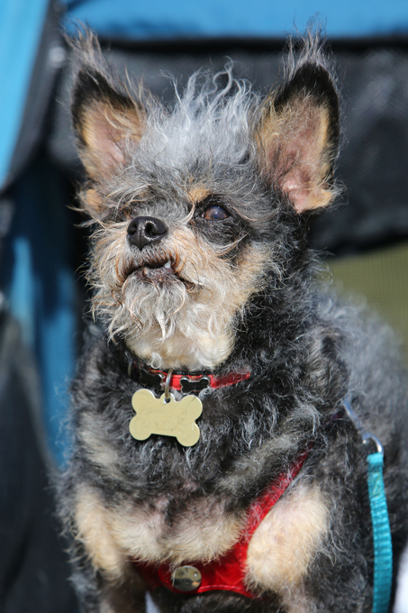 Конкурс на самую уродливую собаку