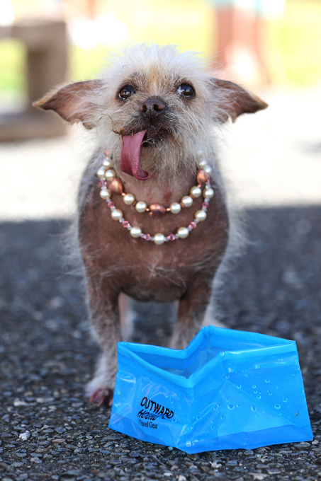 Конкурс на самую уродливую собаку