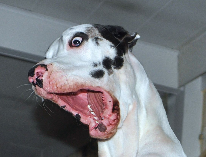 Финский Мутка - собачий бог веселья