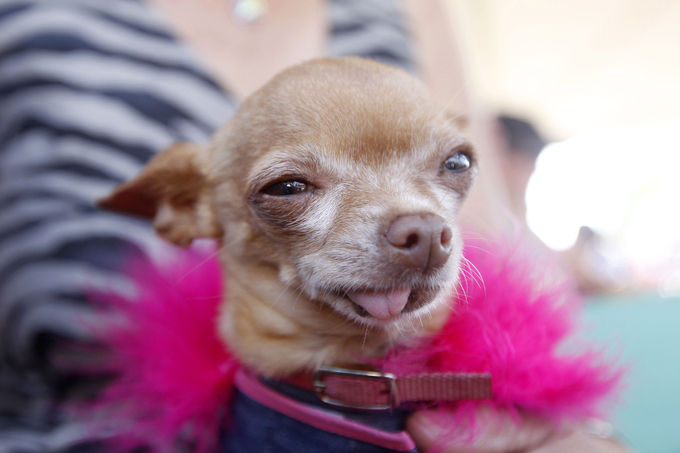 Конкурс на самую уродливую собаку