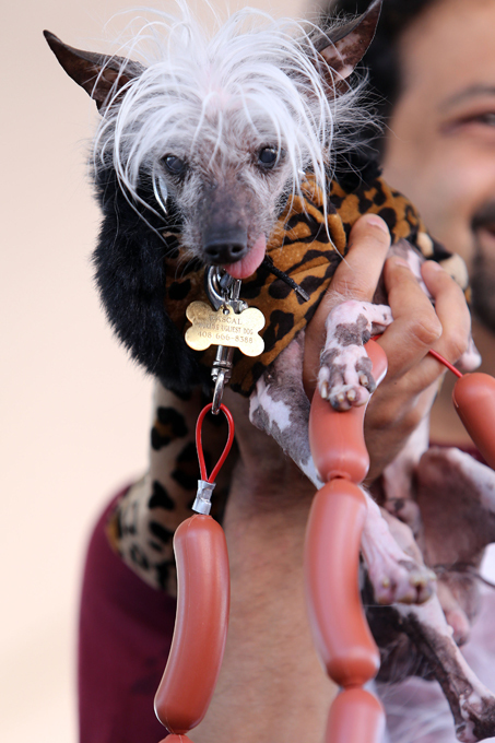 Конкурс на самую уродливую собаку