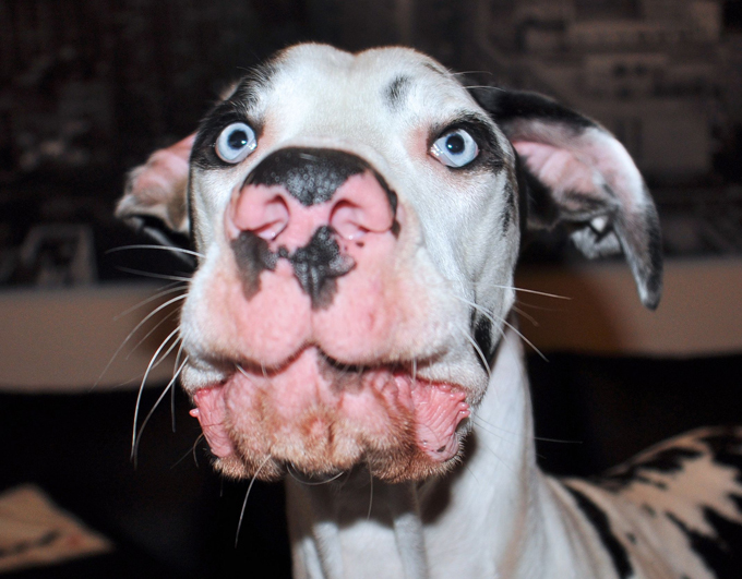 Финский Мутка - собачий бог веселья