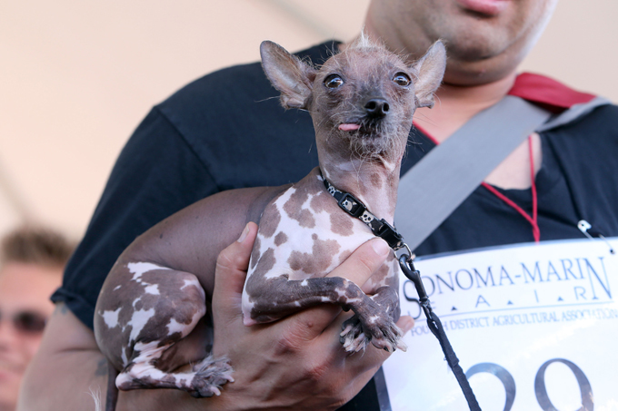 Конкурс на самую уродливую собаку