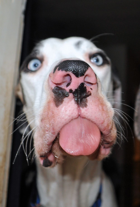 Финский Мутка - собачий бог веселья