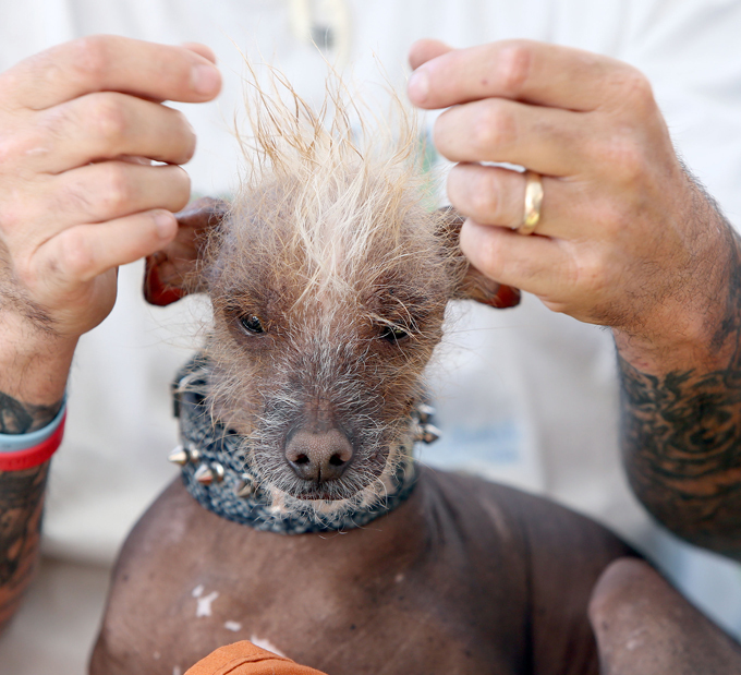 Конкурс на самую уродливую собаку
