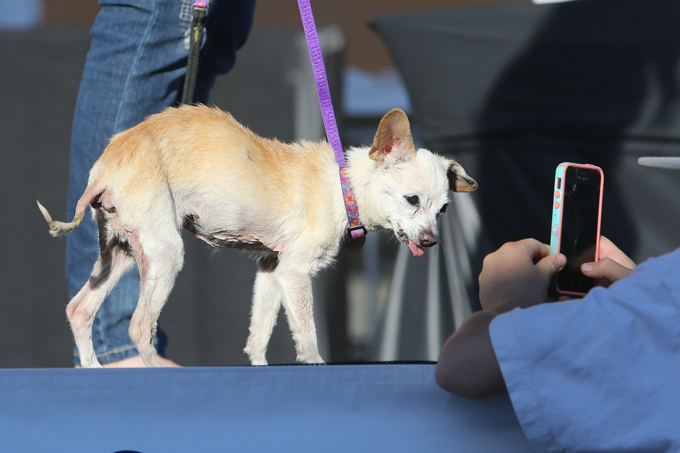 Конкурс на самую уродливую собаку