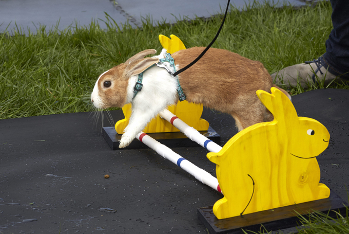 Заячьи бега