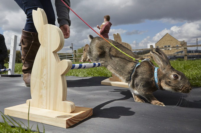 Заячьи бега