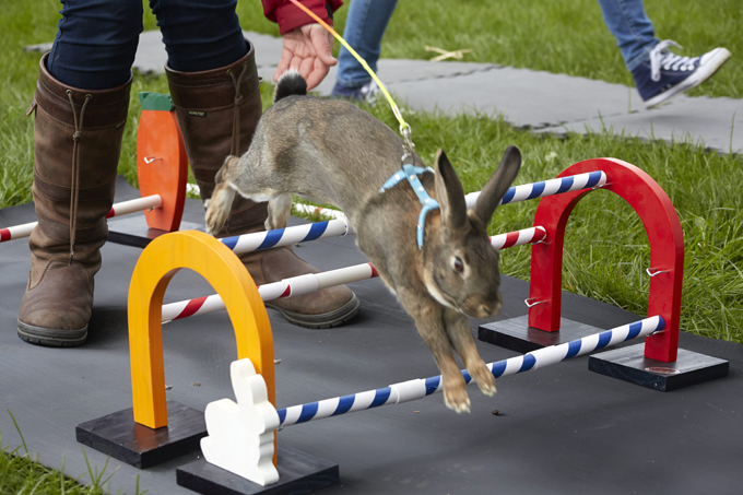 Заячьи бега