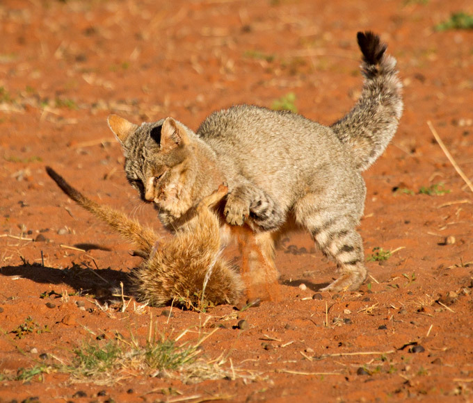 Как одна кошка семь сурикат обманула