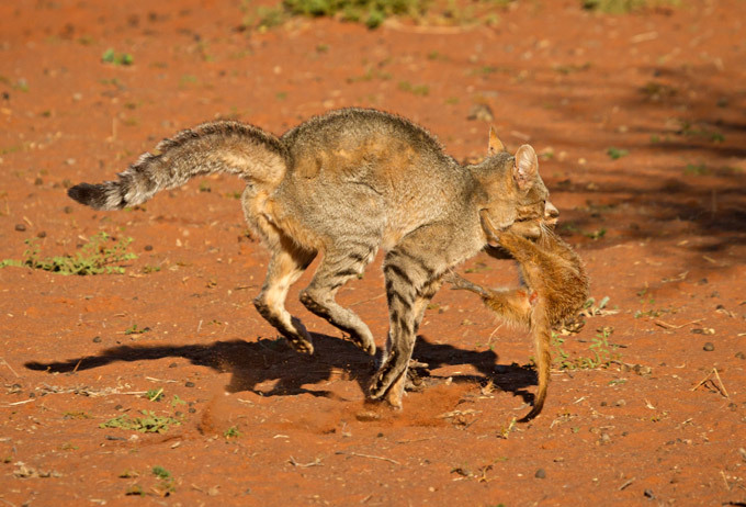 Как одна кошка семь сурикат обманула
