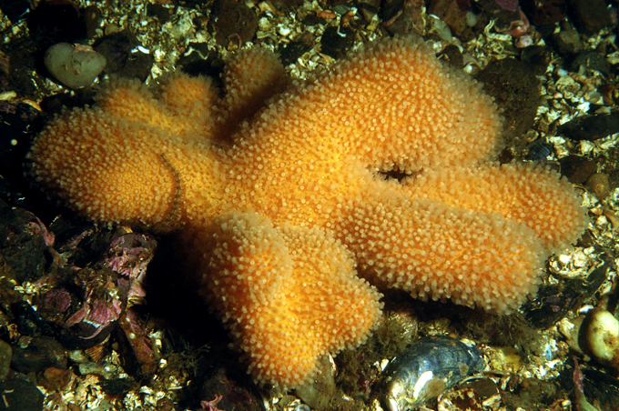 Магия кораллов