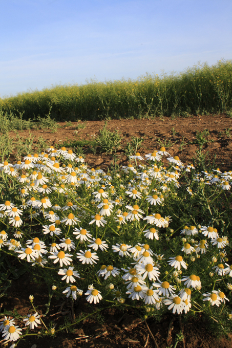 Если подорожали лекарства