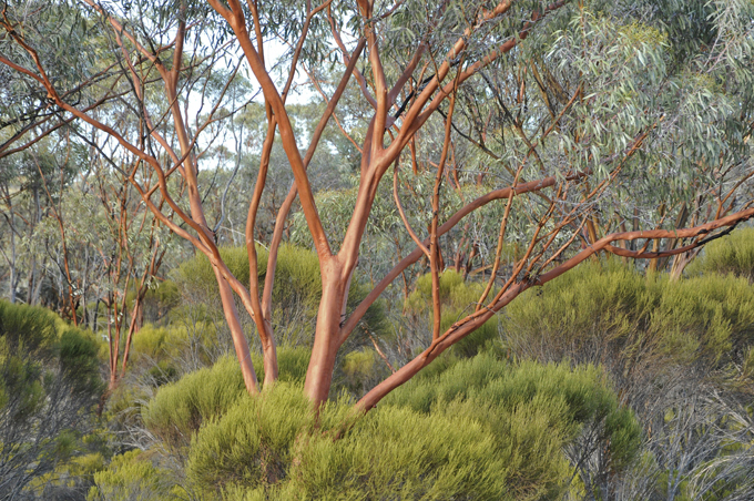 Если подорожали лекарства