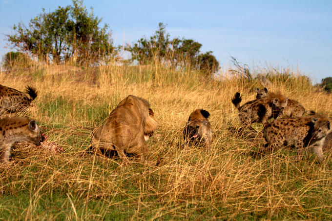 Позор царя зверей