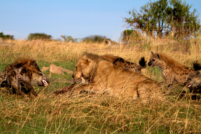 Позор царя зверей