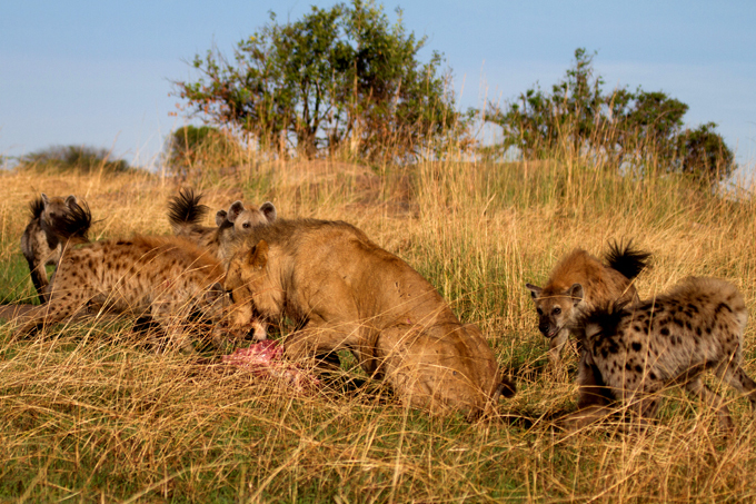Позор царя зверей