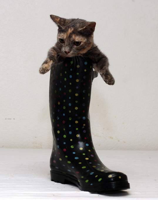 Котик-дюймовочка создает не детские проблемы