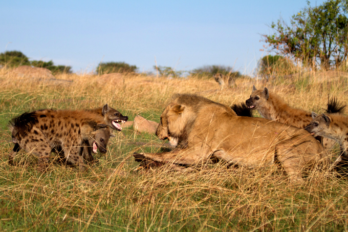 Позор царя зверей
