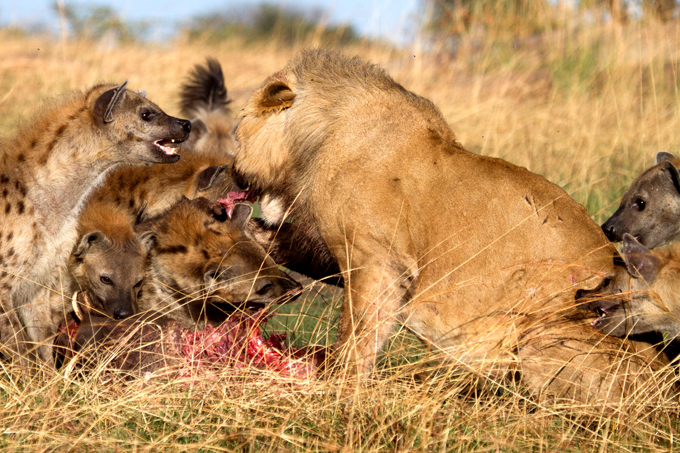 Позор царя зверей