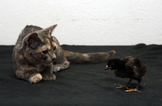 Котик-дюймовочка создает не детские проблемы