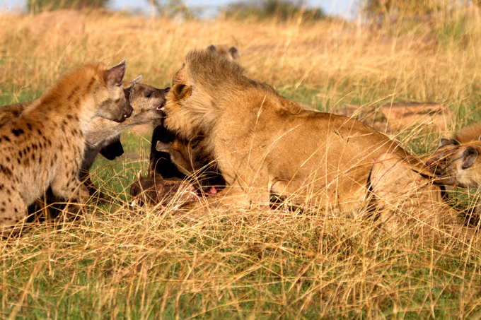Позор царя зверей