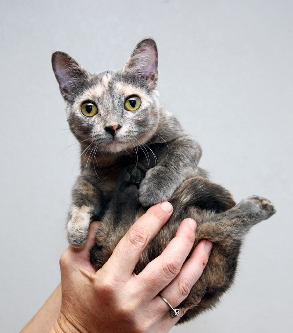 Котик-дюймовочка создает не детские проблемы