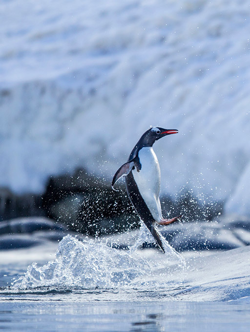 Летающие пингвины