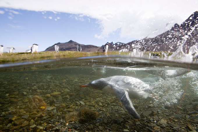 Летающие пингвины