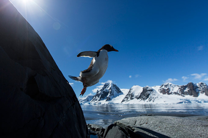 Летающие пингвины