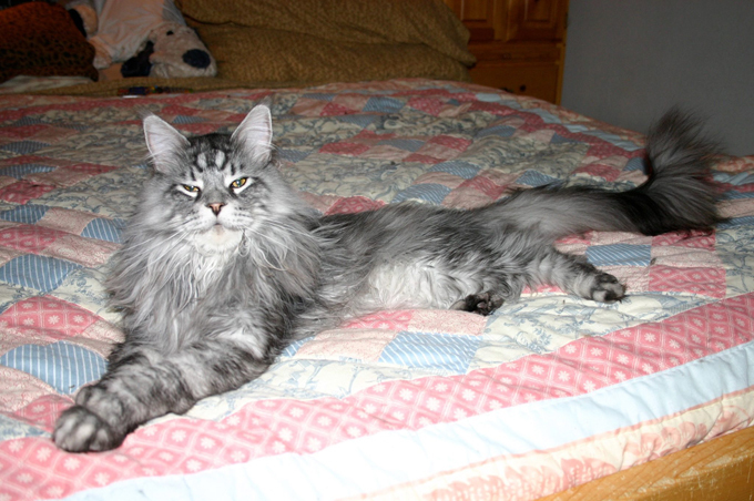 Cамый длинный в мире кот