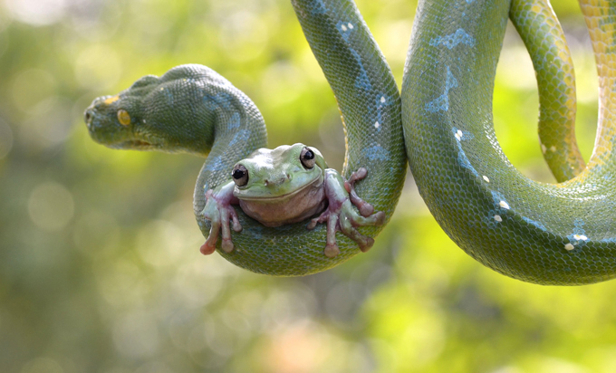 Любопытство не порок, лишь бы было оно впрок...