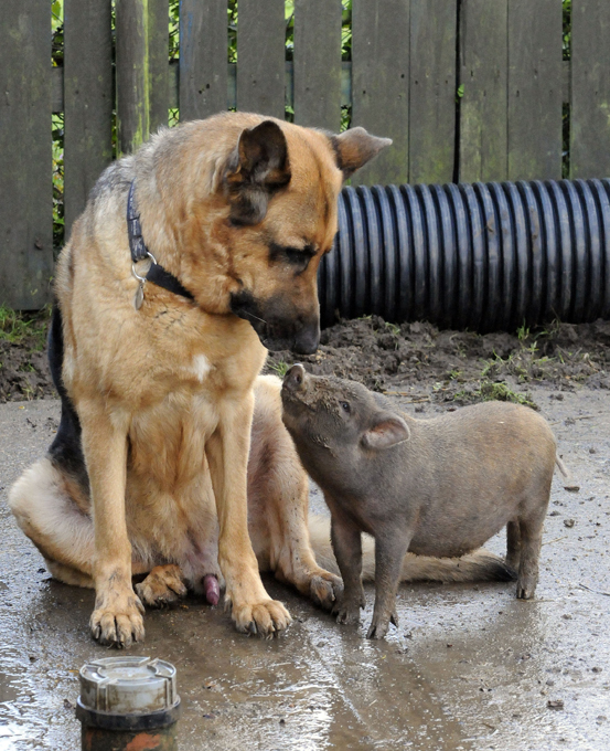 Любопытство не порок, лишь бы было оно впрок...