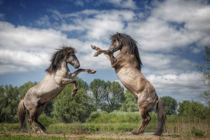 Битва жеребцов