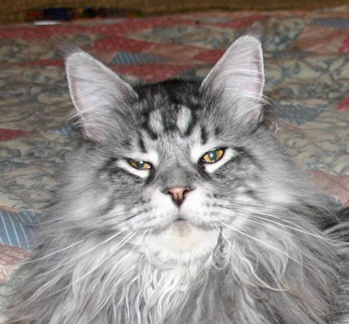 Cамый длинный в мире кот