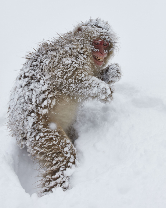 Отмороженные макаки