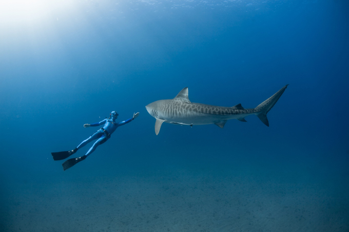 В царстве акул