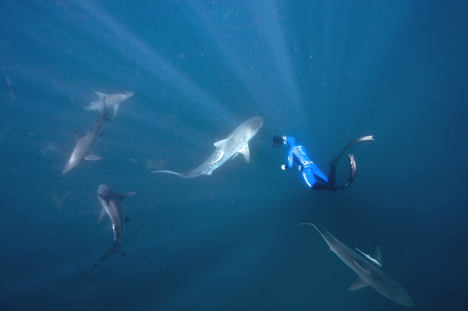 В царстве акул