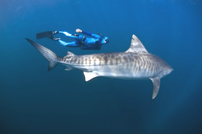 В царстве акул