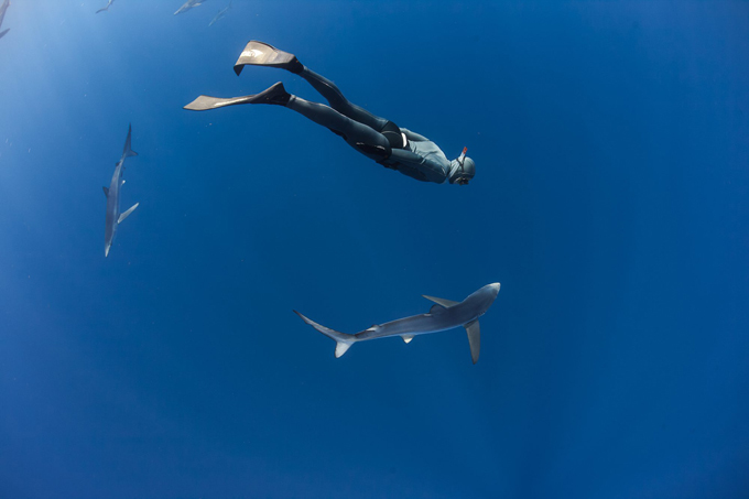 В царстве акул