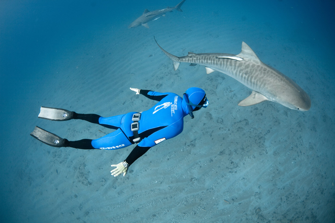 В царстве акул